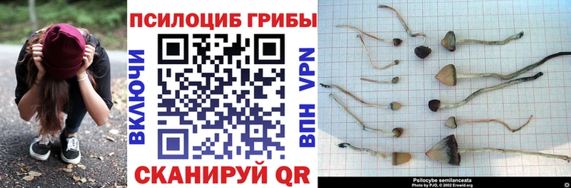 Купить  Северская  Галлюциногенные грибы Magic Shrooms 